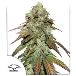 CBD MAZAR · Dutch Passion · cannabis seeds · Fem