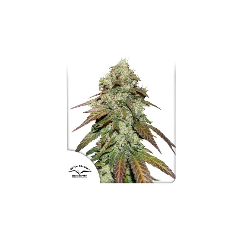 CBD MAZAR · Dutch Passion · kenevir tohum · Disi · Fem