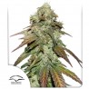 CBD MAZAR · Dutch Passion · kenevir tohum · Disi · Fem