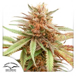 DURBAN DEW · Dutch Passion · cannabis seeds · Fem