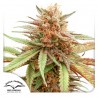 DURBAN DEW · Dutch Passion · kenevir tohum · Disi · Fem