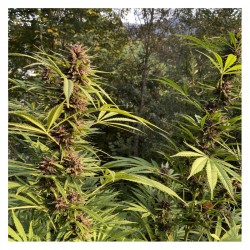 DURBAN DEW · Dutch Passion · kenevir tohum · Disi · Fem