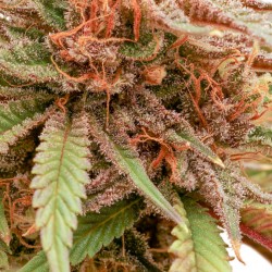 DURBAN DEW · Dutch Passion · kenevir tohum · Disi · Fem