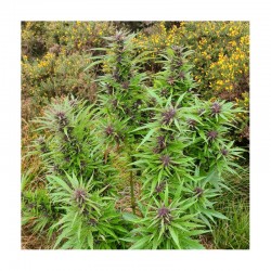 DURBAN DEW · Dutch Passion · cannabis seeds · Fem