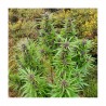 DURBAN DEW · Dutch Passion · cannabis seeds · Fem