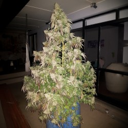 DURBAN DEW · Dutch Passion · cannabis seeds · Fem