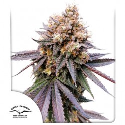 GMO FAST · Dutch Passion · kenevir tohum · Disi · Fem