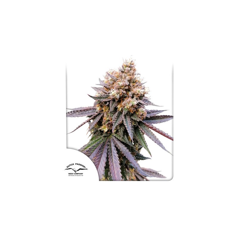 GMO FAST · Dutch Passion · cannabis seeds · Fem