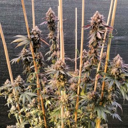 GMO FAST · Dutch Passion · kenevir tohum · Disi · Fem