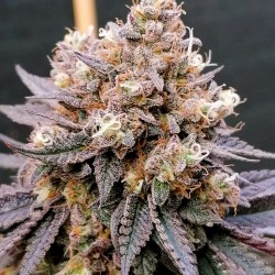 GMO FAST · Dutch Passion · cannabis seeds · Fem