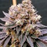 GMO FAST · Dutch Passion · cannabis seeds · Fem