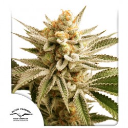LEMON Z  · Dutch Passion · cannabis seeds · Fem