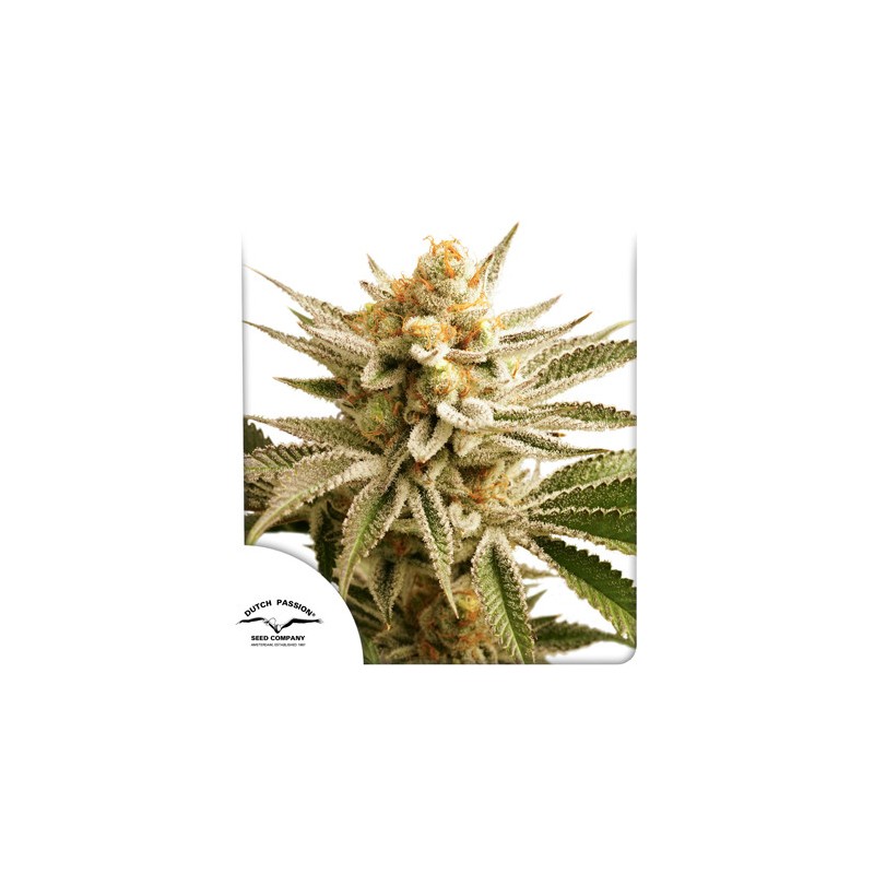 LEMON Z  · Dutch Passion · cannabis seeds · Fem