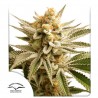 LEMON Z · Dutch Passion · kenevir tohum · Disi · Fem