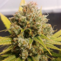 LEMON Z  · Dutch Passion · cannabis seeds · Fem