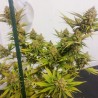 LEMON Z  · Dutch Passion · cannabis seeds · Fem