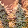 LEMON Z  · Dutch Passion · cannabis seeds · Fem