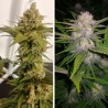 LEMON Z · Dutch Passion · kenevir tohum · Disi · Fem