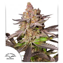 MELONADE RUNTZ · Dutch Passion · kenevir tohum · Disi · Fem