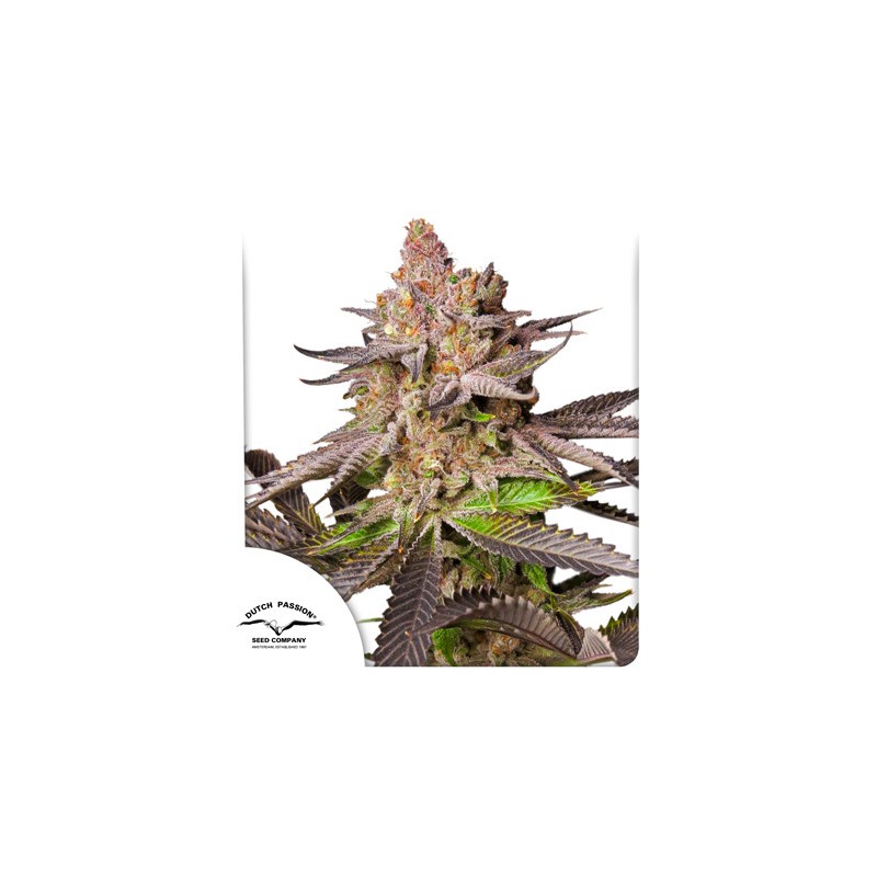 MELONADE RUNTZ · Dutch Passion · cannabis seeds · Fem