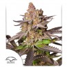 MELONADE RUNTZ · Dutch Passion · cannabis seeds · Fem