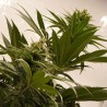 MELONADE RUNTZ · Dutch Passion · cannabis seeds · Fem