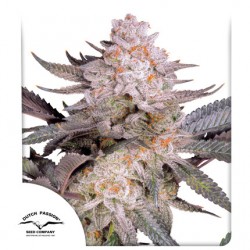 ORANGE BUD 2.0 · Dutch Passion · kenevir tohum · Disi · Fem