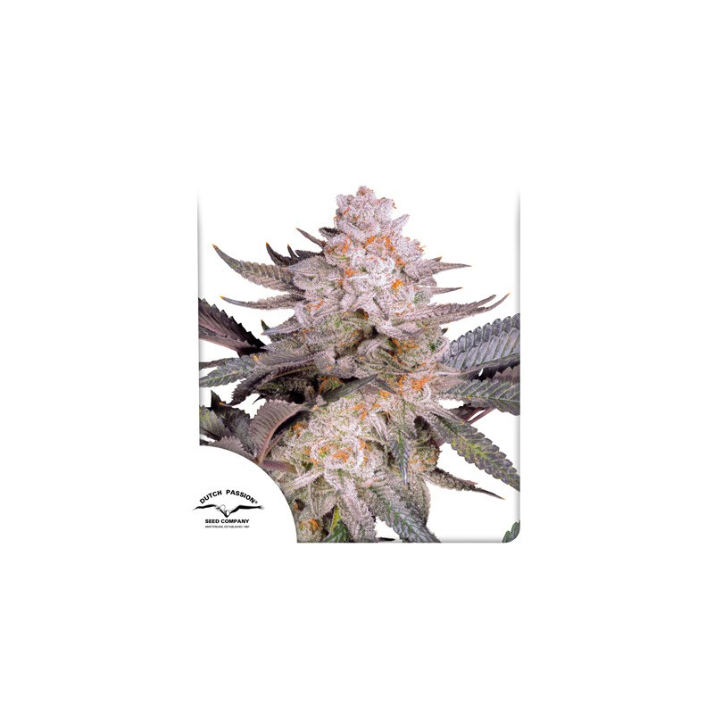 ORANGE BUD 2.0 · Dutch Passion · kenevir tohum · Disi · Fem