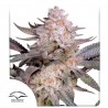 ORANGE BUD 2.0 · Dutch Passion · cannabis seeds · Fem