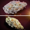 ORANGE BUD 2.0 · Dutch Passion · cannabis seeds · Fem