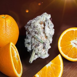 ORANGE BUD 2.0 · Dutch Passion · cannabis seeds · Fem