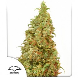 THC-VICTORY · Dutch Passion · kenevir tohum · Disi · Fem