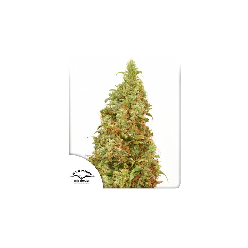 THC-VICTORY · Dutch Passion · cannabis seeds · Fem