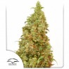THC-VICTORY · Dutch Passion · kenevir tohum · Disi · Fem