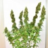 THC-VICTORY · Dutch Passion · cannabis seeds · Fem