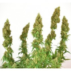 THC-VICTORY · Dutch Passion · kenevir tohum · Disi · Fem