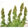 THC-VICTORY · Dutch Passion · kenevir tohum · Disi · Fem