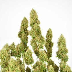 THC-VICTORY · Dutch Passion · cannabis seeds · Fem