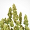 THC-VICTORY · Dutch Passion · cannabis seeds · Fem