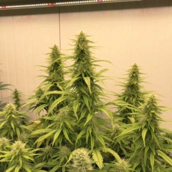 THC-VICTORY · Dutch Passion · kenevir tohum · Disi · Fem