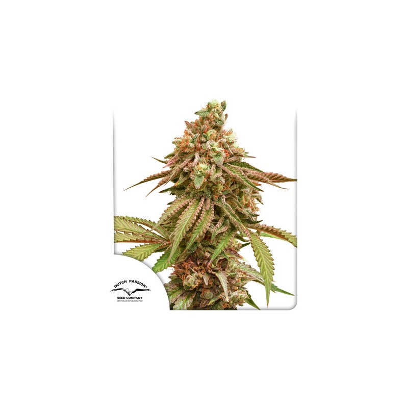 TROPICAL TANGIE · Dutch Passion · kenevir tohum · Disi · Fem