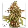 TROPICAL TANGIE · Dutch Passion · kenevir tohum · Disi · Fem