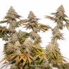 TROPICAL TANGIE · Dutch Passion · kenevir tohum · Disi · Fem