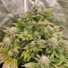 TROPICAL TANGIE · Dutch Passion · kenevir tohum · Disi · Fem