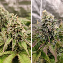 TROPICAL TANGIE · Dutch Passion · kenevir tohum · Disi · Fem