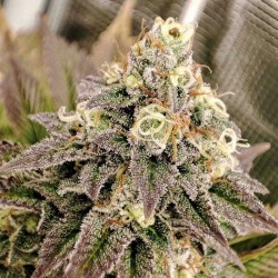 TROPICAL TANGIE · Dutch Passion · cannabis seeds · Fem