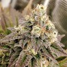 TROPICAL TANGIE · Dutch Passion · cannabis seeds · Fem