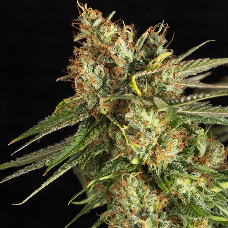 LEMON KING · Eva Seeds · cannabis seeds · Fem