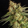 LEMON KING · Eva Seeds · cannabis seeds · Fem