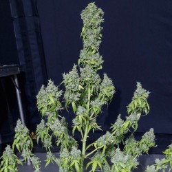 MAGIC TREE AUTO · Eva Seeds...